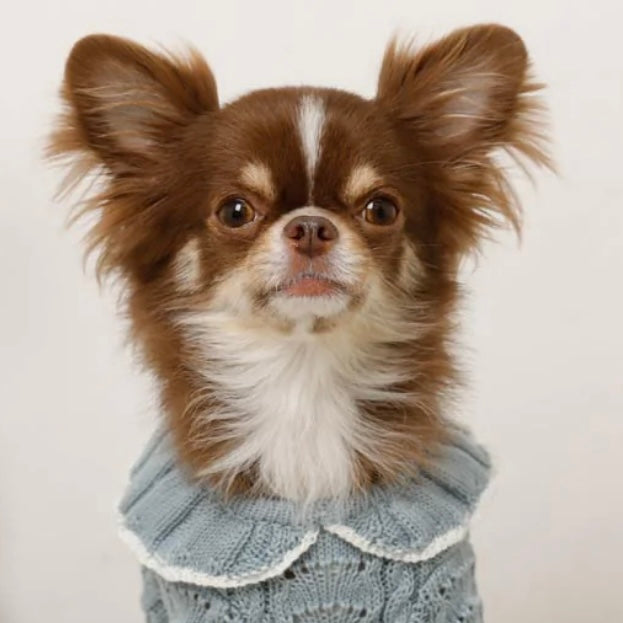 RUFFLED COLLAR KNIT TOP